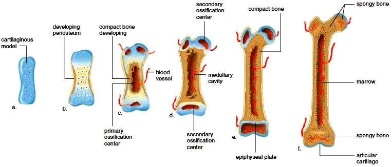 <ol><li><p><strong>Cartilage framework</strong> - foetus initially produces hyaline cartliage skeleton. Temporary skeleton complete prior birth</p></li><li><p><strong>Primary Ossification </strong>- (long bones) primary centre of ossification forms with diaphysis. Osteoblasts replace cartilage with bone. Blood vessels infiltrate outer layers of cartilage framework, periosteum develops</p></li><li><p><strong>Bone modelling </strong>- Amount of bone increases within main shaft, separating long bone into diaphysis (ossification site) and epiphyses at ends of long bone (initially no ossification). Structure of bone develops, more bone deposited within outer edges (cortical bone), blood vessels infiltrate into centre of bone (medullary cavity)</p></li></ol><p></p>