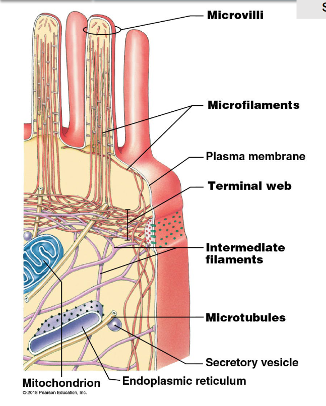 <ul><li><p>structural support system of the cell</p></li><li><p>fibres or filaments that help to maintain the size, shape, and integrity of the cell:</p><ul><li><p>act as scaffolding across the cell</p></li><li><p>involving in intracellular transportation and cell movement</p></li></ul></li><li><p>three types of fibres (from smallest to largest):</p><ul><li><p>microfilaments</p></li><li><p>intermediate filaments</p></li><li><p>microtubules</p></li></ul><p></p></li></ul><p></p>