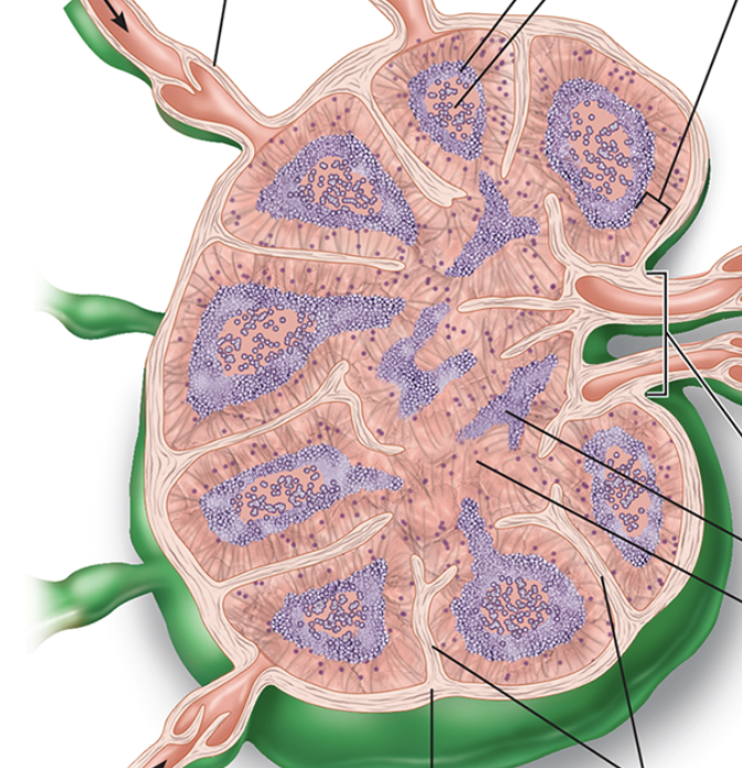 <p><span style="background-color: transparent; font-family: "Times New Roman", serif;">Describe lymph nodes and draw one. How does lymph flow through it?</span></p>