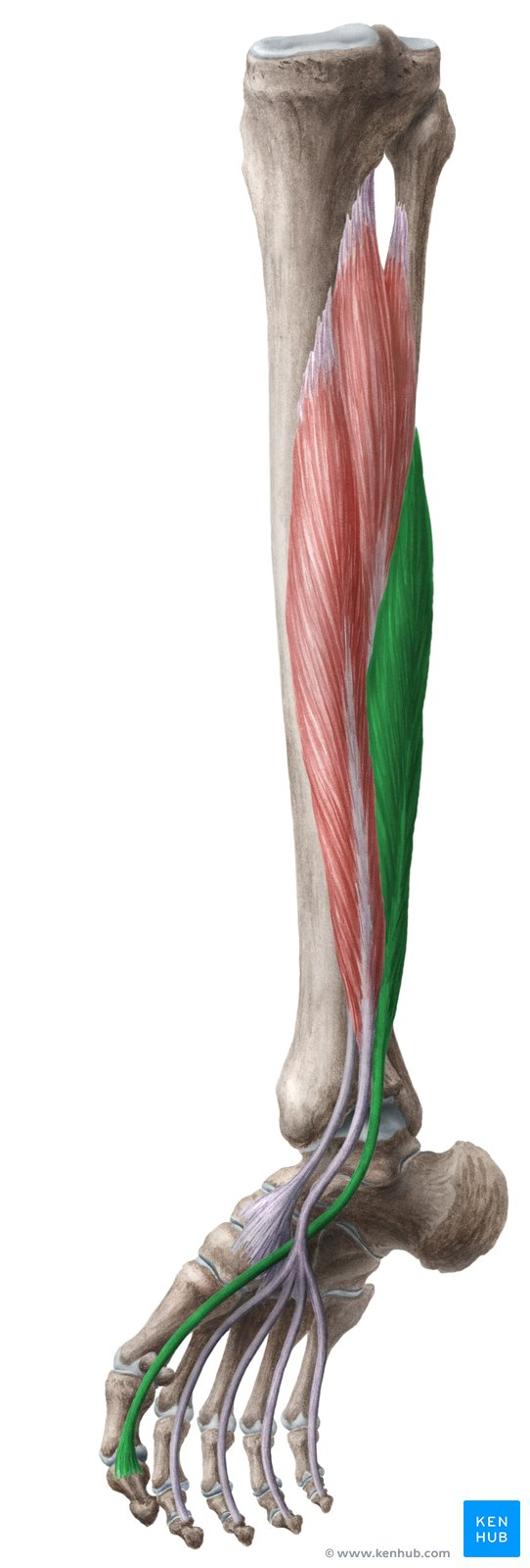 <p>What is Deep Posterior Muscle</p>