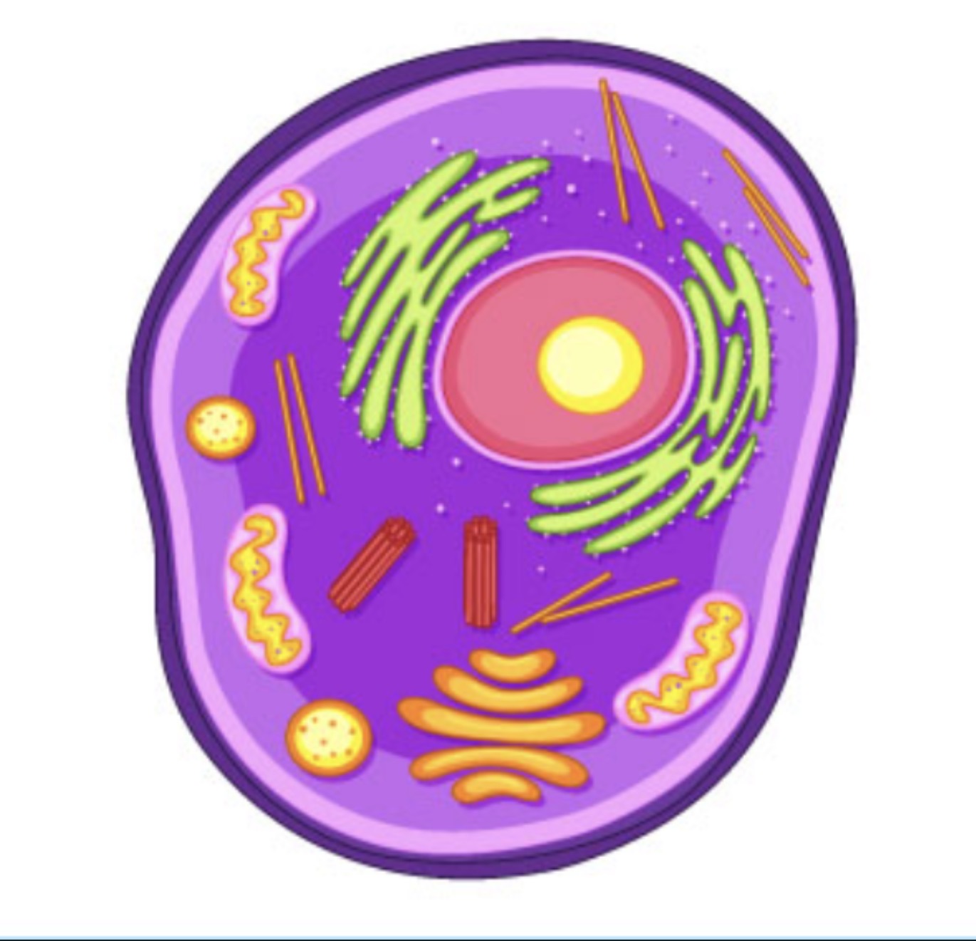 <p>Eukaryotic cells</p>