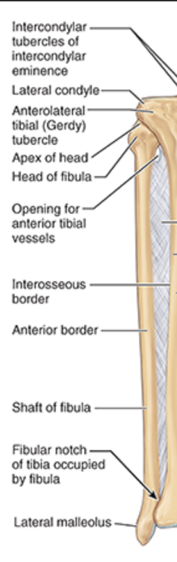 <ul><li><p>smaller & lateral bone</p></li><li><p>not weight bearing</p><ul><li><p>source of attachment</p></li></ul></li><li><p>connected to tibia via interosseous membrane on shaft</p></li></ul><p></p>