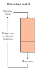 <p>They use feedback to continue and terminate movement.</p>