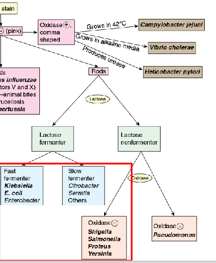 <p>Family: Enterobacteriaceae</p>