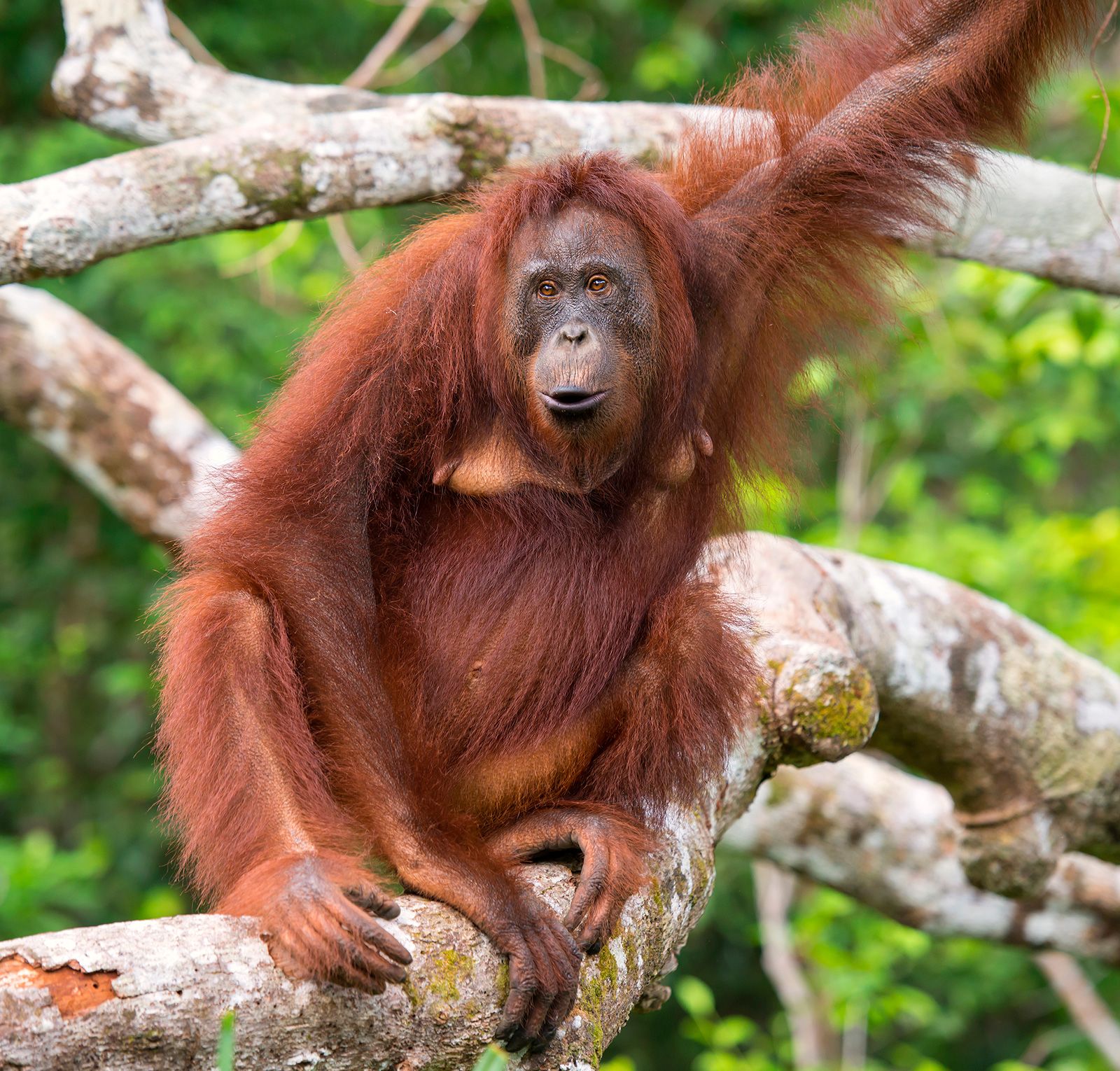 <p>Orangutan</p>