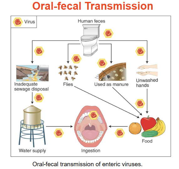 <p><span style="background-color: transparent;"><strong>Generally, through food or water contaminate with faeces</strong></span></p><p><span style="background-color: transparent;"><strong>Very common in early childhood – kids…</strong></span></p><p><span style="background-color: transparent;"><strong>Some virus infections are associated with diarrhoea which may be virus adaptation to improve its transmission</strong></span></p><p><span style="background-color: transparent;"><strong>Sometimes, poor sanitation helps. Example: poliovirus causing subclinical gut infection in small children, in older kids – higher incidence of poliomyelitis.</strong></span></p><ul><li><p>flies, sewage disposal, used as manure, unwashed hands → water supply, food → mouth</p></li></ul><p></p>
