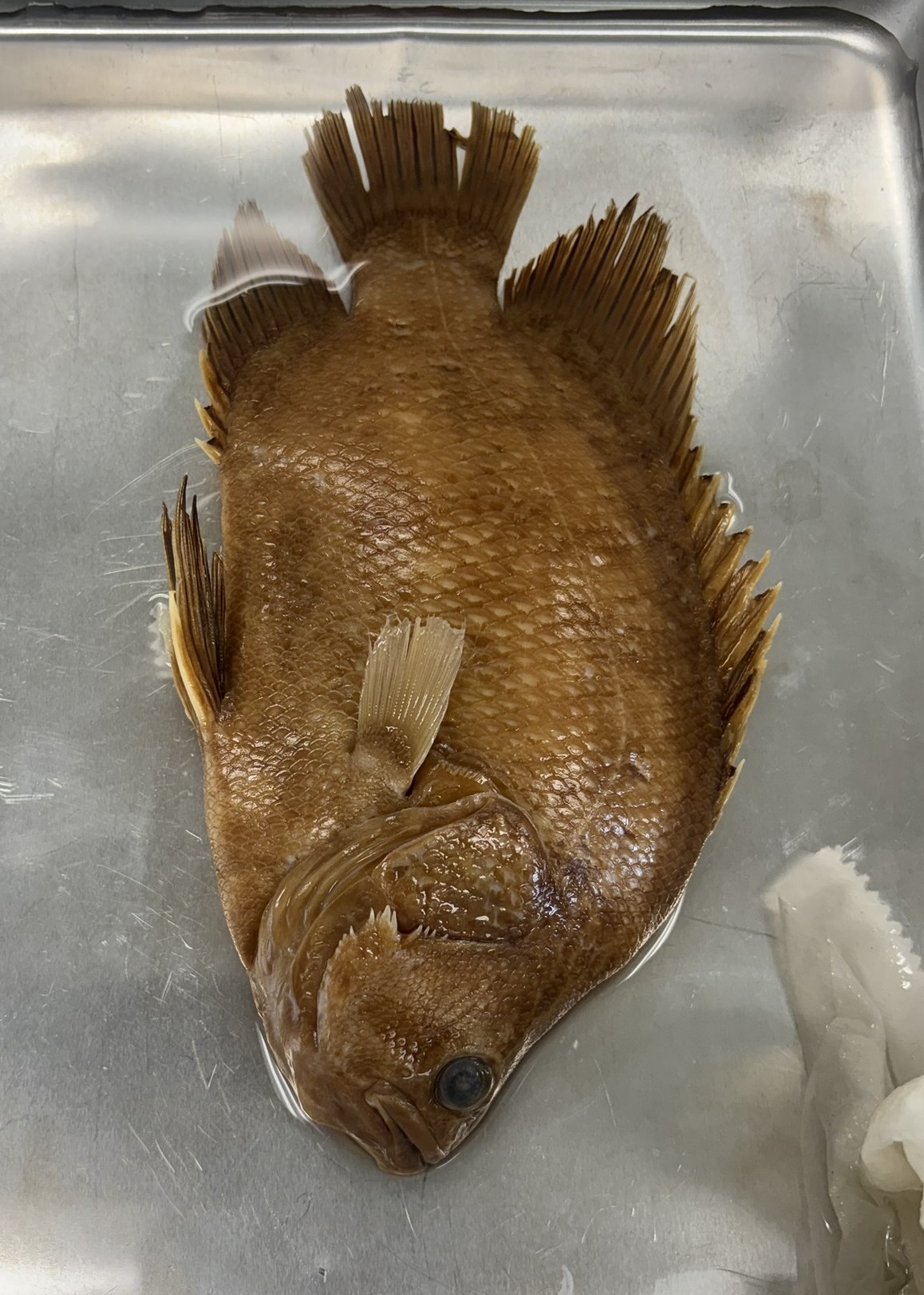 <p>Family Lobotidae (tripletails) - <em>Lobotes surinamensis</em></p>