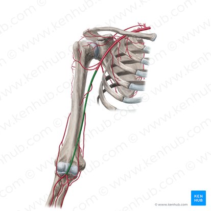 <p><span>continuation of the axillary artery; bifurcates into the radial and ulnar arteries</span></p>