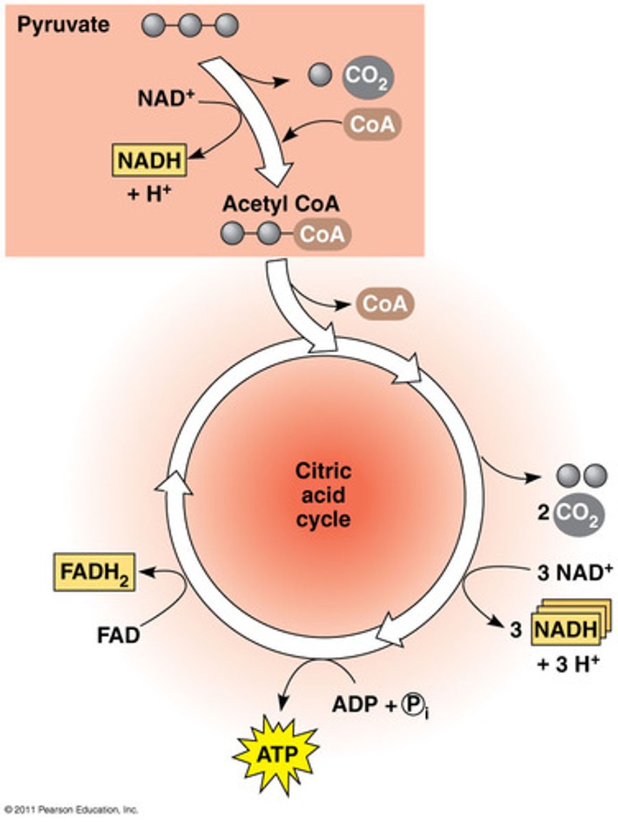 <p>- Acetyl CoA combines with a 4C compound to form a 6C compound</p><p>- Via oxidation / decarboxylation reactions, the original 4C compound is reformed (meaning NADH and FADH2 are formed)</p><p>- These reactions result in the formation of carbon dioxide and multiple hydrogen carriers</p>