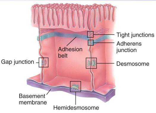 <p>Cell junctions</p>