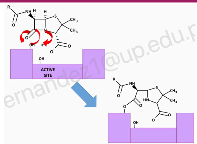 <p>Penicillin<br>MECHANISM: UMBRELLA EFFECT</p>