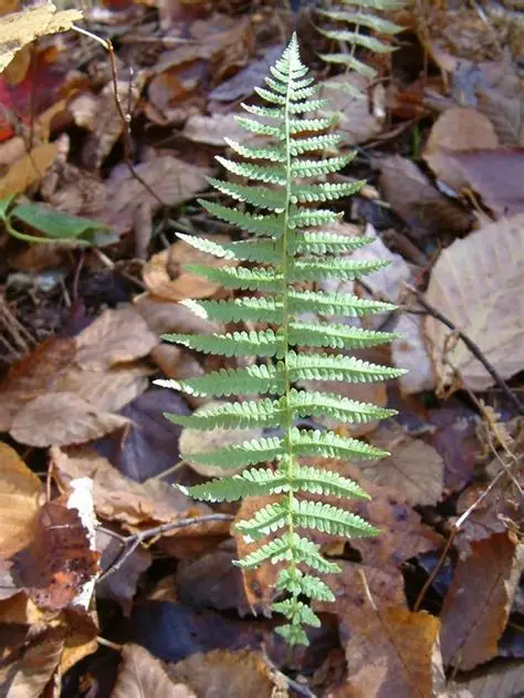 <p>New York fern</p>