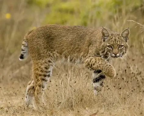 <p>What Mammal is this?</p>