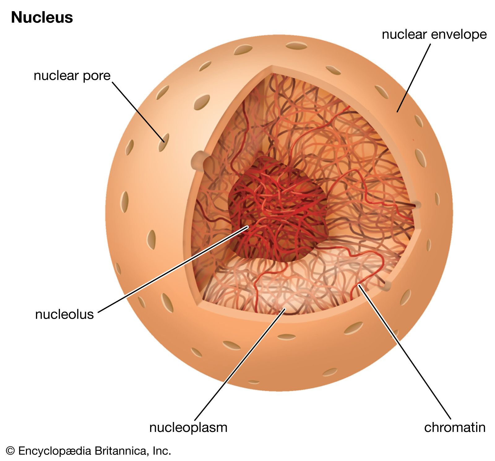 Dense structure within the nucleus responsible for producing ribosomal RNA and assembling ribosomes