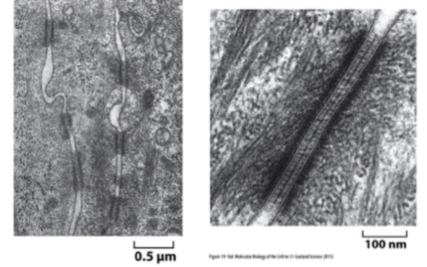 <p>Hvad er den vigtigste funktion af <strong>desmosomer</strong>?</p>