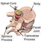 <ul><li><p>Vertebrae</p></li><li><p>Carpals</p></li><li><p>Tarsals</p></li><li><p>Petella</p></li></ul><p></p>