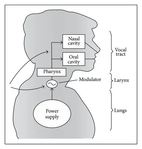 <p>the source - filter theory</p>