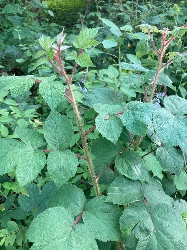 <p>Wineberry</p>