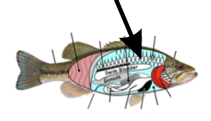 <p>What is this part on the fish?</p>