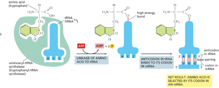 <p>recognizes nucleotides at the anticodon and the 3’ amino acid-accepting arm to provide specificity. Need a different enzyme for each amino acid</p>