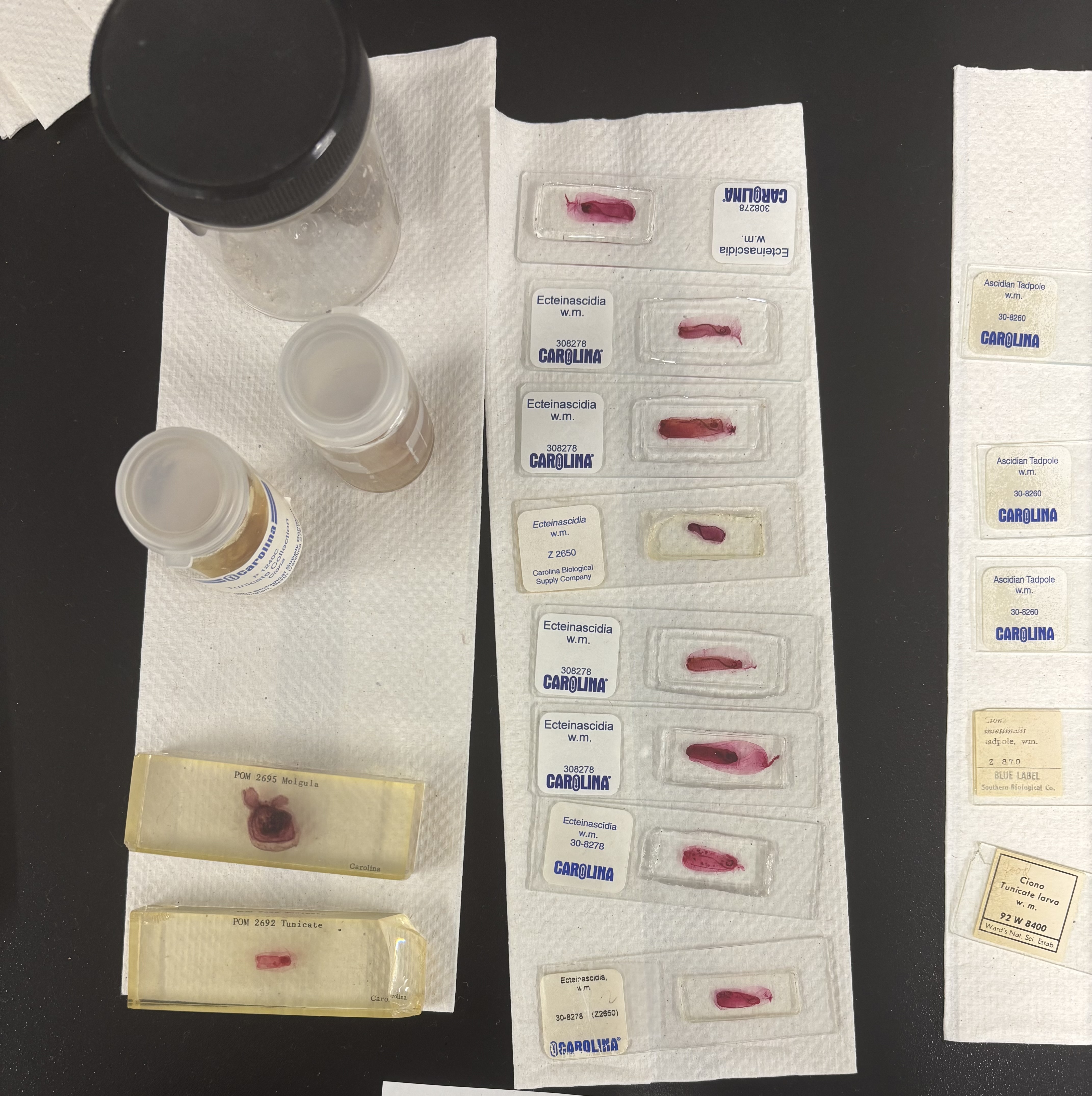 <p>What are these (phylum, subphylum, common name)?</p>