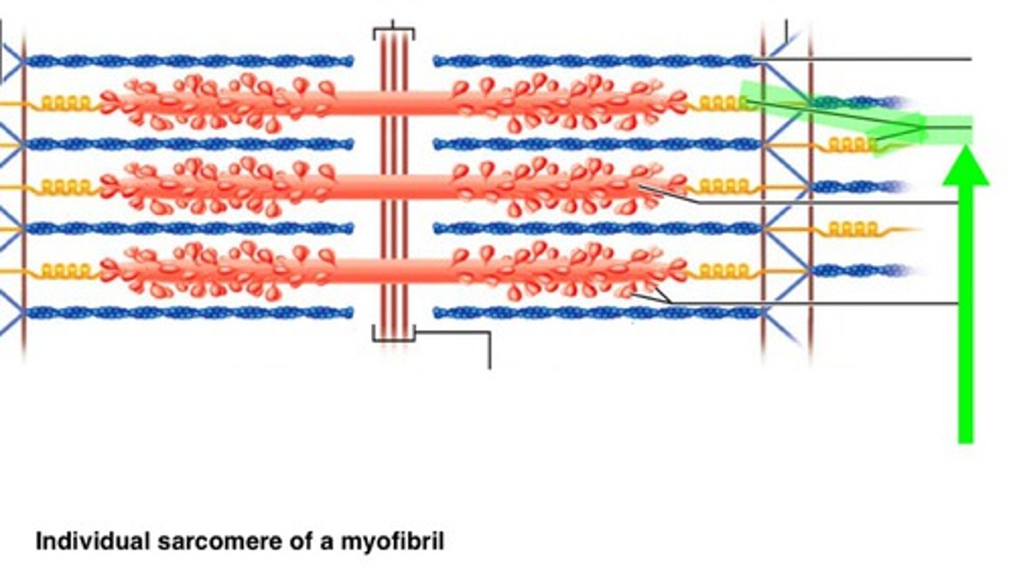 <p>Springlike molecule in sarcomeres that resists overstretching. The titin molecules in a sarcomere are found in the elastic filaments. They extend from the Z disc to the thick filament and run within the thick filament to attach to the M line. It holds the thick filaments in place in the sarcomere, thereby maintaining the organization of the A band and it unfolds when the muscle is stretched and then refolds when the stretching force is released, thereby contributing to muscle elasticity. Titin does not resist stretching in the ordinary range of extension, but it becomes stiffer the more it uncoils; therefore, it strongly resists excessive stretching that tries to pull the sarcomere apart.</p>