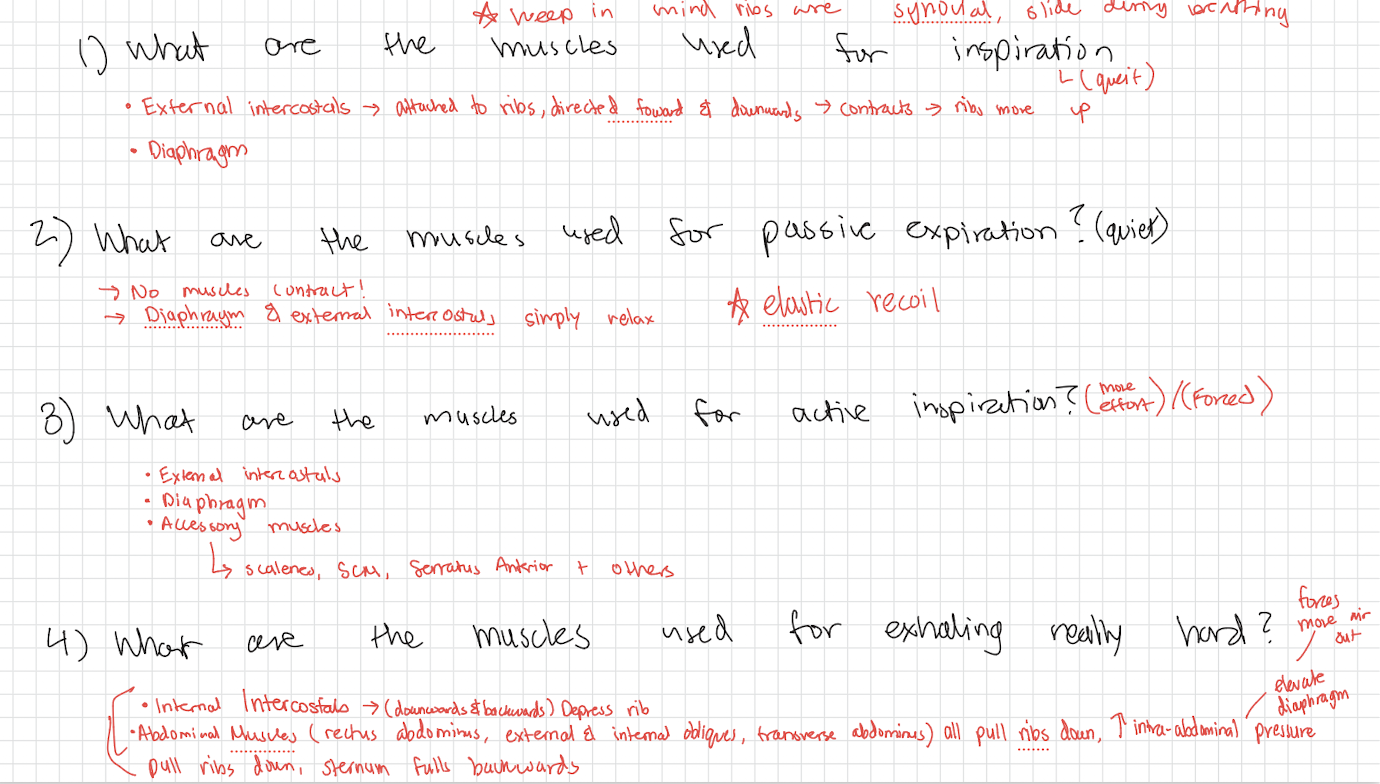 <ul><li><p>The diaphragm</p></li></ul><ul><li><p>external intercostals.</p></li></ul><p></p>