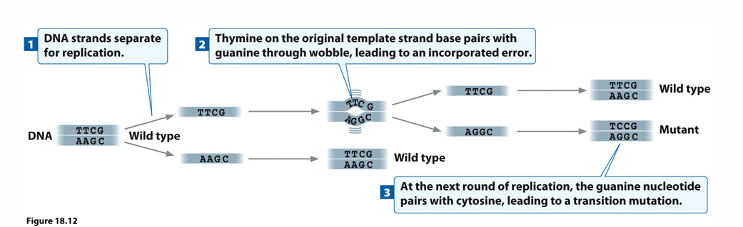 <p>mispairing due to flexibility in helix</p><p>results in transitions after replication</p>