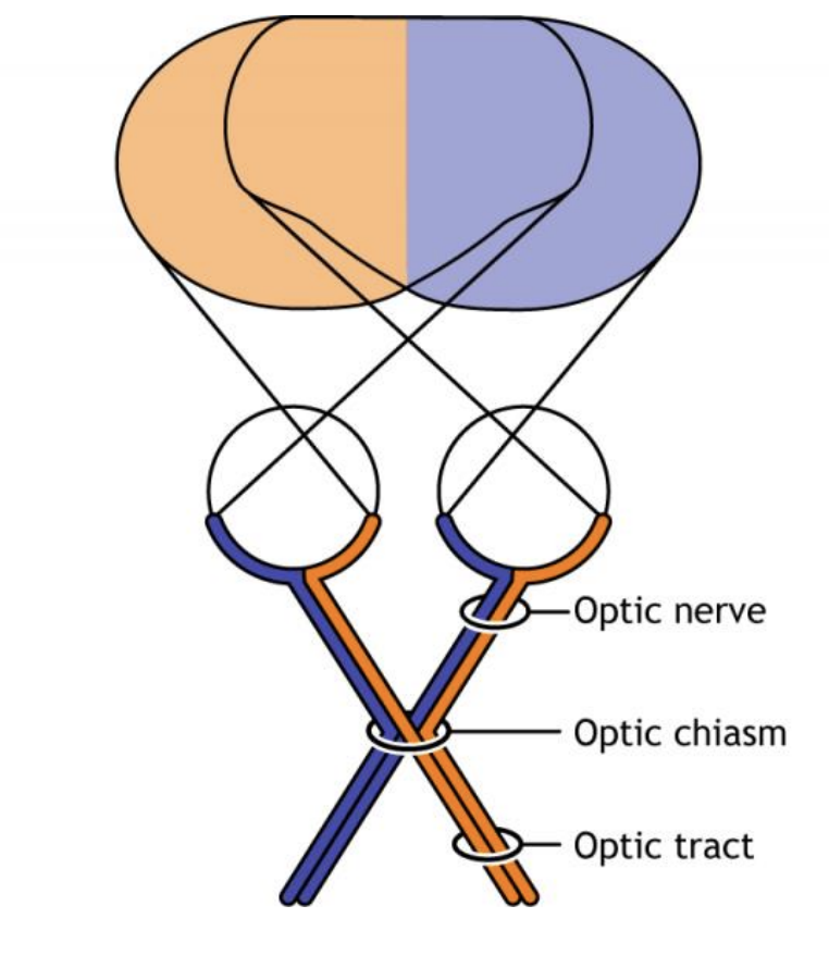 <ul><li><p>the optic chiasm</p></li><li><p>In the eye, the right side of the scene (the right visual hemifield) projects onto the left side of each retina, i.e. onto the nasal side of the right retina and the temporal side of the leftretina. </p></li><li><p>Because the nasal fibers cross, all the information from the right hemifield comes together in the left cerebral hemisphere, and vice versa.</p></li></ul><p></p>