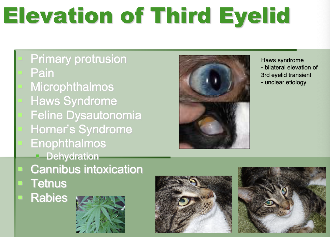 <p>Primary protrusion.</p><p>Pain.</p><p>Micropthalmos.</p><p>Haws syndrome.</p><p>Feline dysautonomia.</p><p>Horner's syndrome</p><p>Enophthalmos - dehydration.</p><p>Cannibus toxicity.</p><p>Tetanus.</p><p>Rabies.</p>