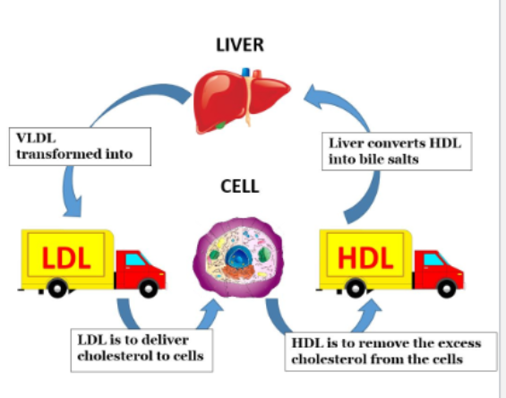 <p>________: Very low density lipoproteins (VLDL) (“bad” cholesterol)</p><p>Low density lipoprotein (LDL) (“bad” cholesterol)</p><p>High density lipoprotein (HDL) (“better” cholesterol)</p><ul><li><p>Cholesterol is a prerequisite for some important hormones &amp; Vitamin D</p></li><li><p>Majority of animal cholesterol is synthesized ( ~ 80%) the rest must be consumed in the diet</p><ul><li><p>Animal diets are typically plant based and low in cholesterol</p></li></ul></li></ul><p></p>