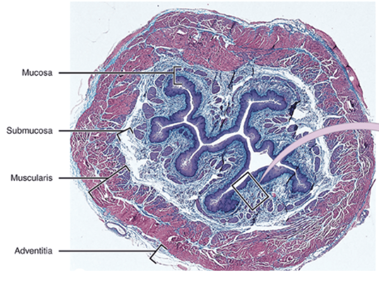 <p>What are the four well-delimited layers of the esophagus?</p>