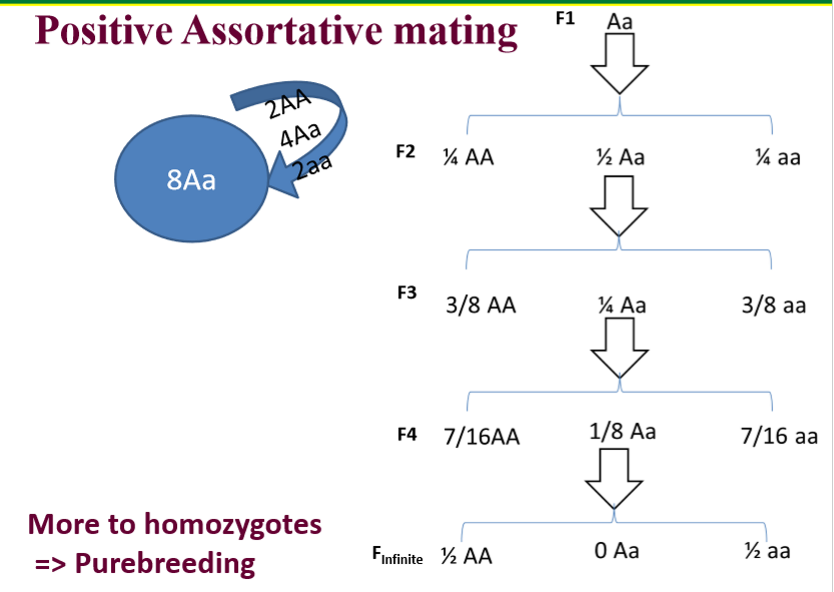 <p>Violating Random Mating: Positive Assortative Mating</p>