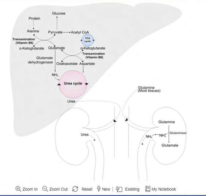 <p>In the liver, before alanine is transaminated by ALT to pyruvate, its amino groups are transferred to a-ketoglutarate to form glutamate. </p><p>Glutamate is metabolized by the <strong>enzyme glutamate dehydrogenase</strong> → liberates free <span>ammonia </span>+ regenerates aketoglutarate. </p><p>Ammonia then enters <span>th</span>e urea cycle to form urea<span> → excretion in urine</span><br></p>