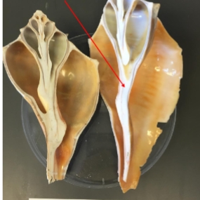 <ol><li><p>identify Kingdom, Phylum, Class, Informal Group, Genus</p></li><li><p>what is the red arrow pointing at</p></li></ol><p></p>