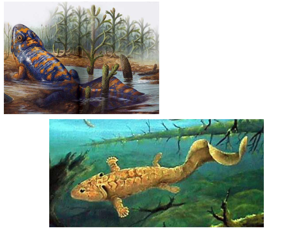 <ul><li><p>Highly aquatic - evidence:</p><ul><li><p>Forelimbs &amp; hindlimbs were polydactylous = more than 5 digits </p></li><li><p>Forelimbs were very paddle-like, hindlimbs less so </p></li><li><p>Had a flange on the cleithrum that articulated with the operculum - indicate internal gills that functioned for gas exchange</p></li><li><p>“Elbow” was not able to bend in a way that would support the body weight on land</p></li><li><p>Articulating surfaces of the vertebrae were (less supportive)</p></li><li><p>Neural arches were weakly ossified</p></li><li><p>Fin rays of the caudal fin were long</p></li><li><p>Well developed ribs absent</p></li></ul></li></ul><p></p>