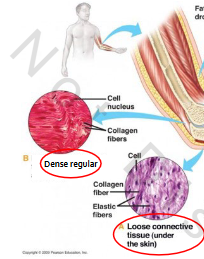 <p>A. Loose/Areolar</p><p>B. Dense</p><p>i. Regular</p><p>ii. Irregular (not pictured)</p>