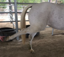 <p>What structure must be ruptured if a horse can flex the hock while the stifle is extended?</p>
