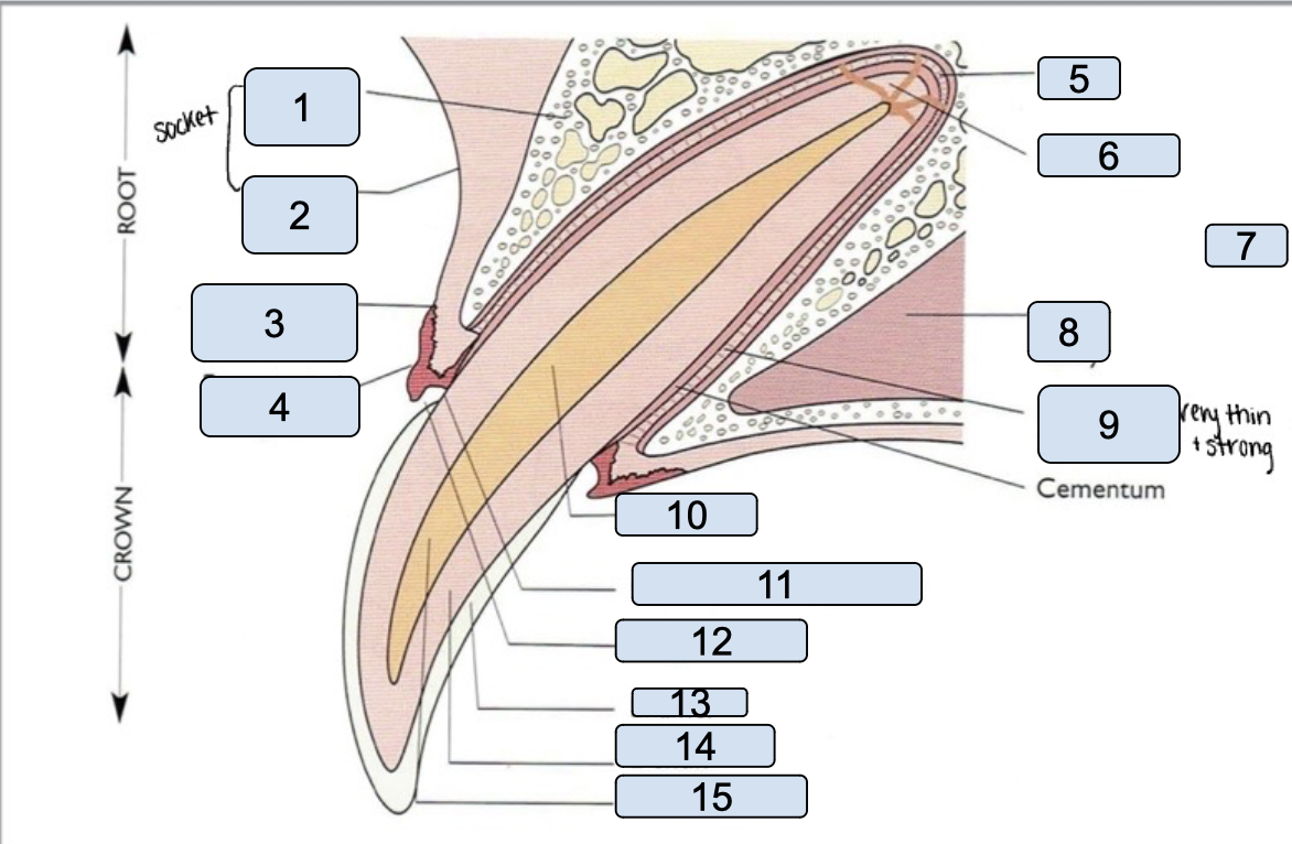 <p>name the parts of the tooth</p>