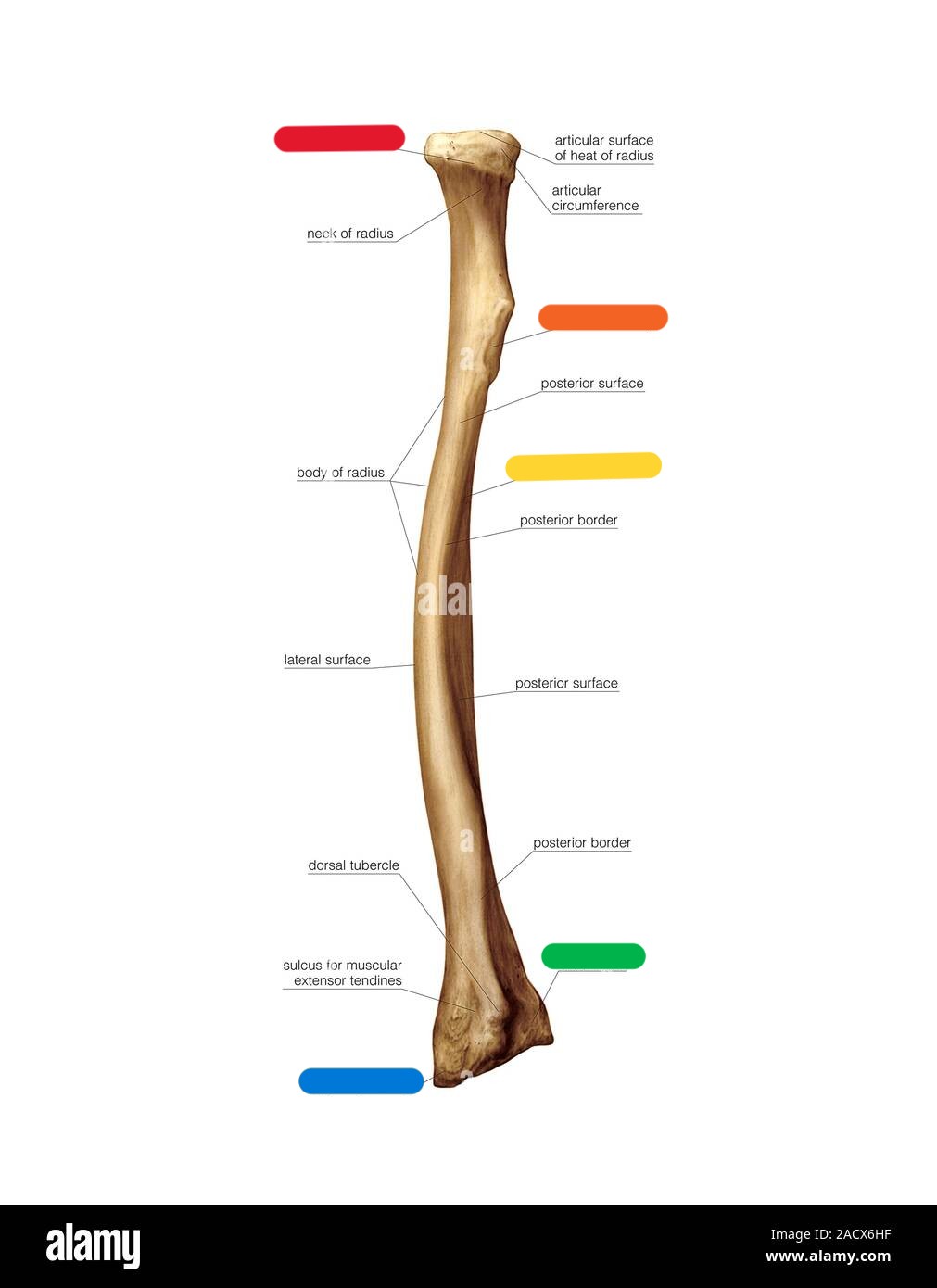<p>right or left radius?</p>