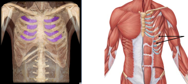 <p>elevation of ribs during inhalation </p>