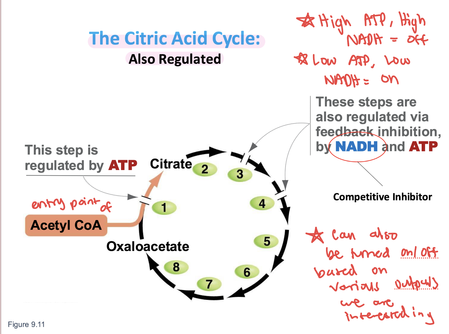 <ul><li><p>Regulated via feedback inhibition by NADH, ATP</p></li><li><p>High ATP, High NADH = off</p></li><li><p>Low ATP, Low NADH - on </p></li></ul><p></p>
