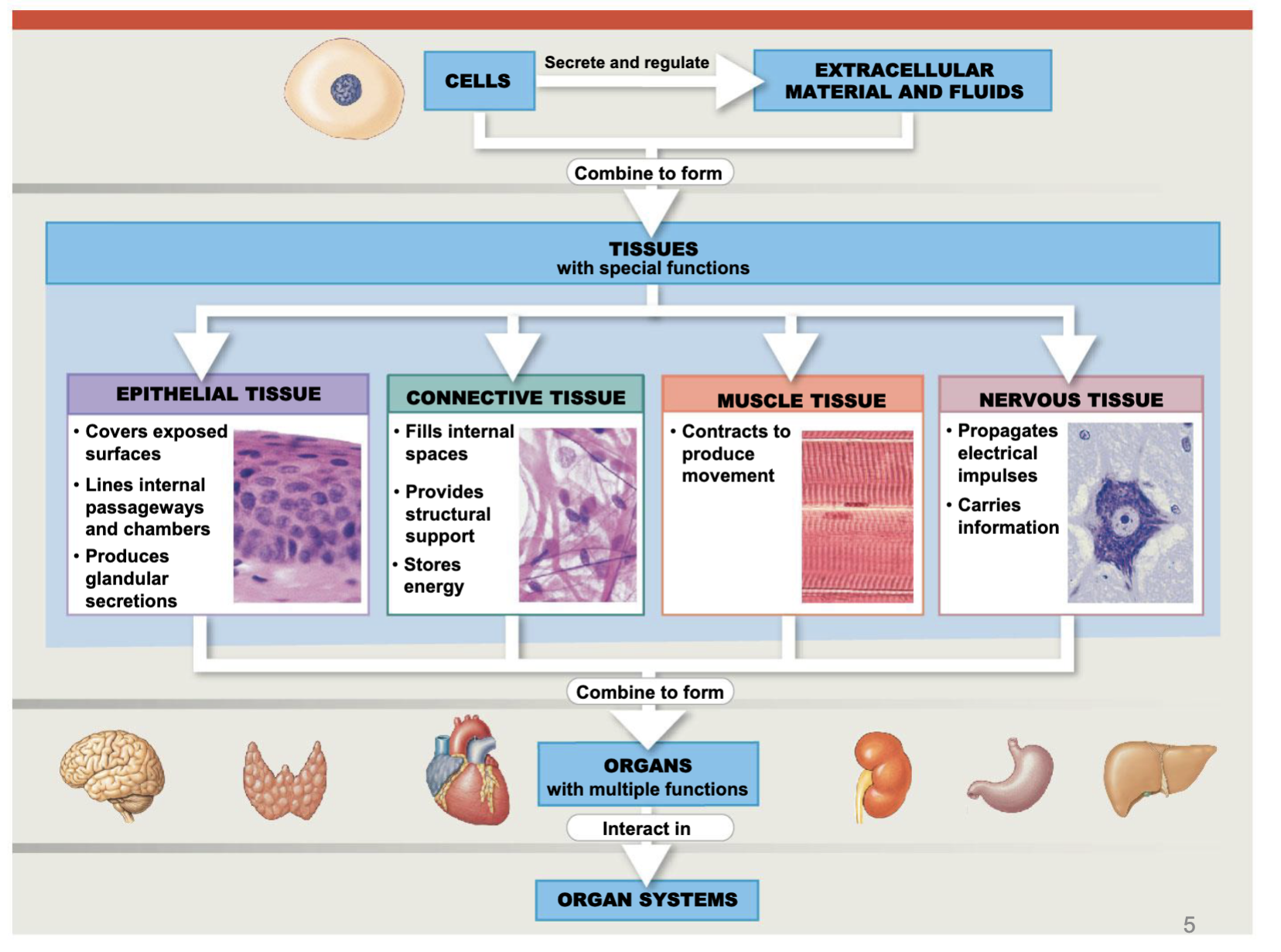 <p>Epithelial, connective, muscle, and nervous tissue</p>