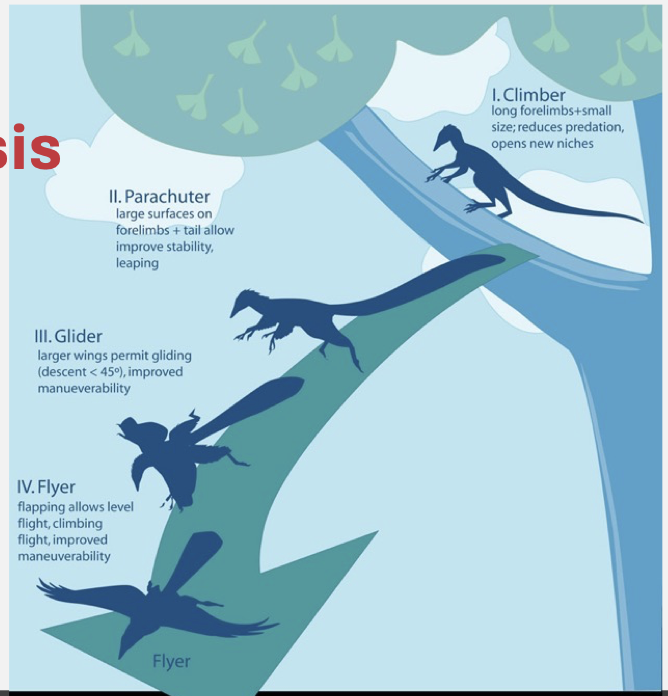 <ul><li><p class="Paragraph SCXO252887386 BCX4" style="text-align: left;"><span style="background-color: inherit; line-height: 19.55px;">Early bird ancestors lived in trees and:</span><span style="line-height: 19.55px;">&nbsp;</span></p></li><li><p class="Paragraph SCXO252887386 BCX4" style="text-align: left;"><span style="background-color: inherit; line-height: 19.55px;">Climbed and jumped between branches</span><span style="line-height: 19.55px;">&nbsp;</span></p></li><li><p class="Paragraph SCXO252887386 BCX4" style="text-align: left;"><span style="background-color: inherit; line-height: 19.55px;">Began gliding using feathered limbs</span><span style="line-height: 19.55px;">&nbsp;</span></p></li><li><p class="Paragraph SCXO252887386 BCX4" style="text-align: left;"><span style="background-color: inherit; line-height: 19.55px;">Gradually evolved powered flight</span><span style="line-height: 19.55px;">&nbsp;</span></p></li><li><p class="Paragraph SCXO252887386 BCX4" style="text-align: left;"><span style="background-color: inherit; line-height: 19.55px;">Presence of claws and grasping limbs in early fossils like Archaeopteryx</span><span style="line-height: 19.55px;">&nbsp;</span></p></li><li><p class="Paragraph SCXO252887386 BCX4" style="text-align: left;"><span style="background-color: inherit; line-height: 19.55px;">Feathers could have first evolved for insulation/display, later used for gliding</span><span style="line-height: 19.55px;">&nbsp;</span></p></li></ul><p></p>