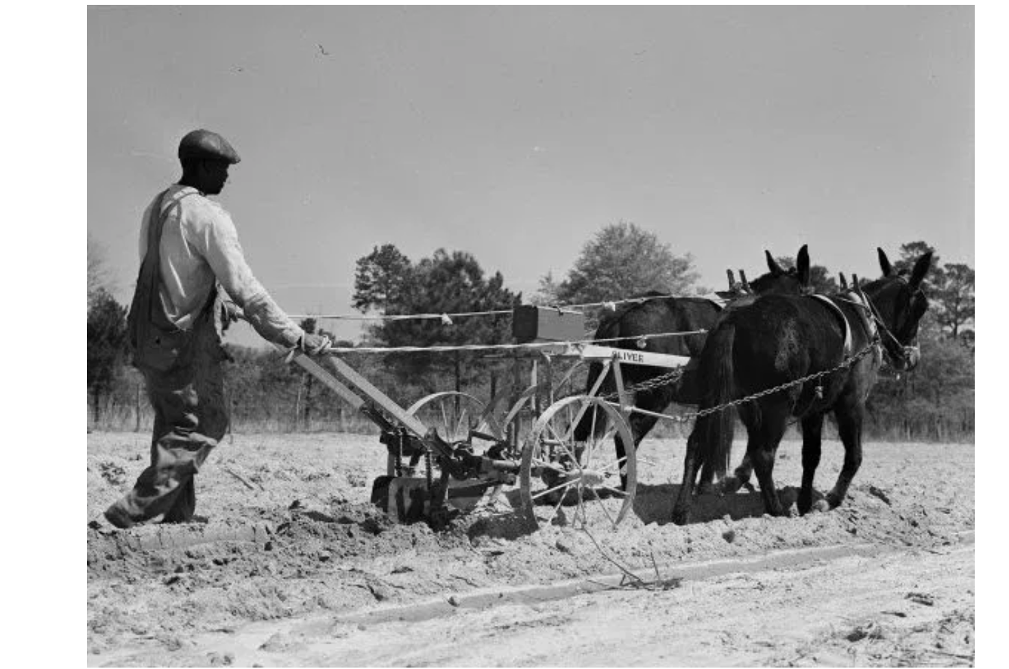 <p>How did <mark data-color="blue" style="background-color: blue; color: inherit;">sharecropping and tenant farming</mark> <mark data-color="blue" style="background-color: blue; color: inherit;">economically oppress African Americans</mark>?</p>