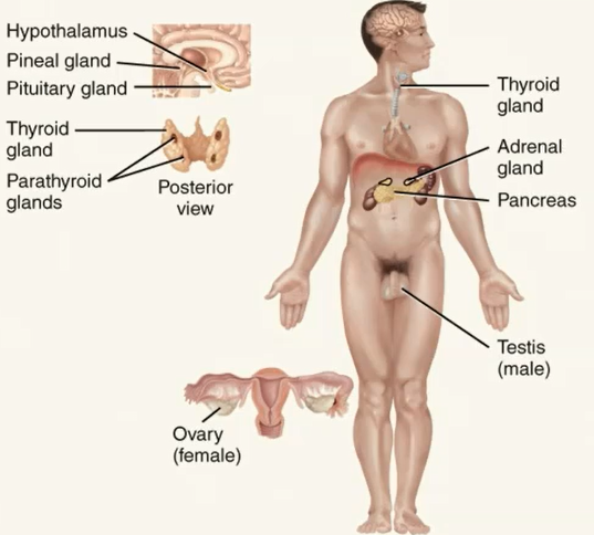 <p>Hormone-producing glands (pineal gland, hypothalamus, pituitary gland, thymus, thyroid gland, parathyroid glands, adrenal glands, pancreas, ovaries, and testes) </p><p>Hormone-producing cells in several other organs</p><p></p>