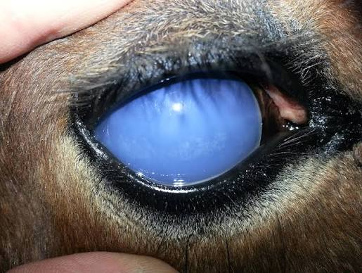 <p>Abortions and periodic ophthalmia</p>