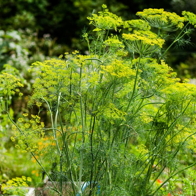 <p>Plant Scientific (Latin) Name </p>
