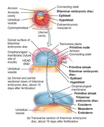 <ul><li><p>1st step → formation of the <strong>primitive streak</strong></p><ul><li><p>establishes the <strong>head &amp; tail end</strong>s of the embryo</p></li></ul></li><li><p>2nd step → cells of the epiblast move inward below the primitive streak &amp; undergo invagination</p><ul><li><p>the 3 germ layers form:</p><ul><li><p>endoderm</p></li><li><p>mesoderm</p></li><li><p>ectoderm</p></li></ul></li></ul></li></ul><p></p>