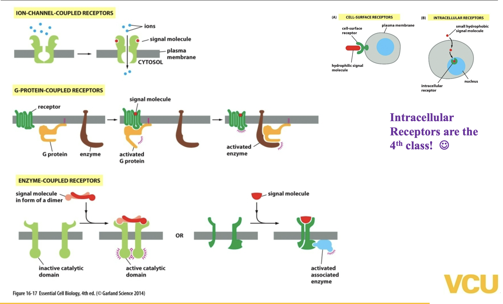 <ol><li><p>signal cascade parts </p></li><li><p>feedback </p></li><li><p>3 classes of cell surface receptors</p></li></ol><p></p>